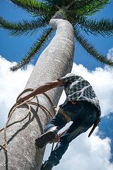 Image showing Adult male climbs coconut tree to get coco nuts