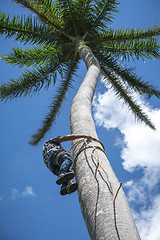 Image showing Adult male climbs coconut tree to get coco nuts