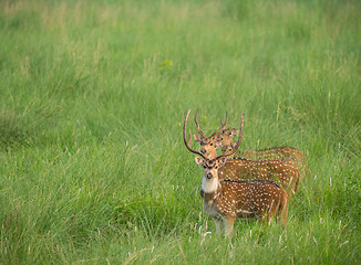 Image showing Sika or spotted deers herd in the elephant grass