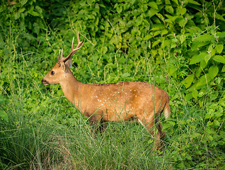 Image showing spotted or sika deer in the jungle