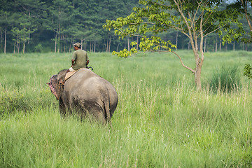 Image showing Mahout or elephant rider riding a female elephant