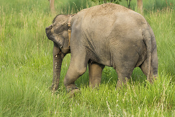 Image showing Asian elephant eating grass or feeding in the wild