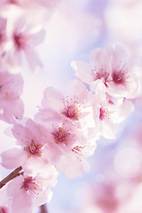 Image showing Cherry blossom with beautiful flower bud and young booming flowers