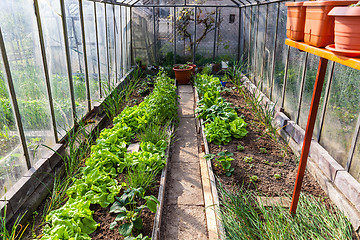 Image showing Inside of greenhouse with vegetables