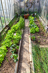 Image showing Inside of greenhouse with vegetables