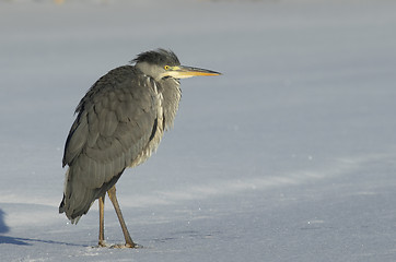 Image showing Grey Heron