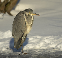 Image showing Grey Heron