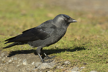 Image showing Jackdaw 