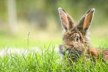 Image showing Rabbit in the spring hiding