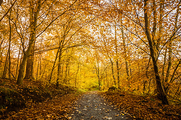 Image showing Orange autumn colors in the forest