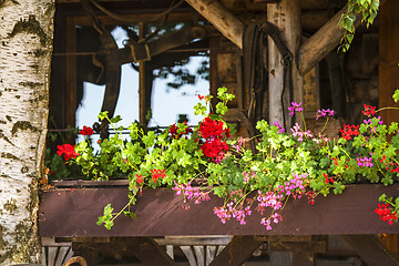 Image showing Flowers in a window box in the summer