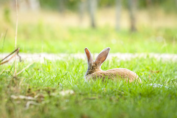 Image showing Rabbit hiding in green grass in the spring