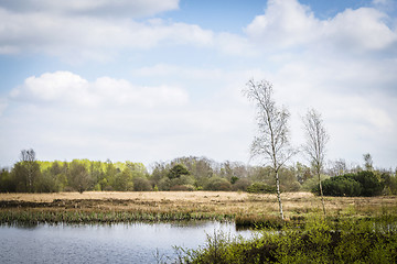 Image showing Wild nature in Scandinavia with birch trees by a lake