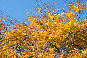 Image showing Golden autumn leaves on a tree in the fall