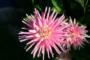 Image showing Dahlia