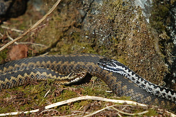 Image showing Norwegian snakes_1_20.04.2005