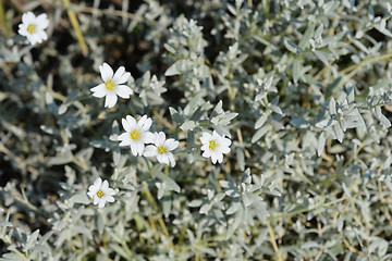 Image showing Boreal chickweed