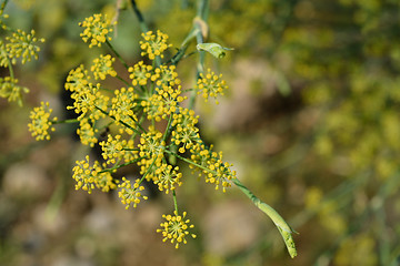 Image showing Fennel