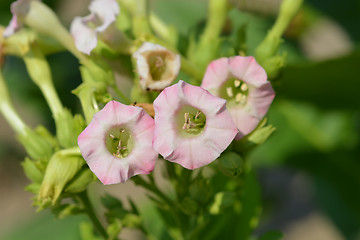 Image showing Large tobacco