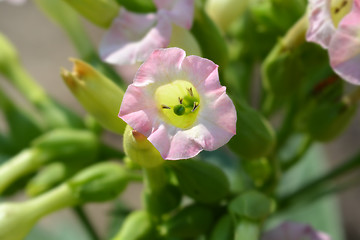 Image showing Large tobacco