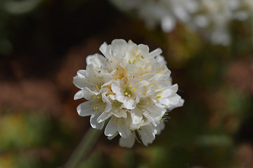 Image showing White common thrift