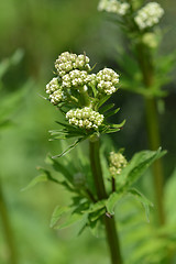 Image showing Valerian