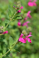 Image showing Baby sage Pink Blush