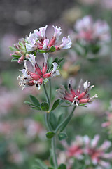 Image showing Hairy canary clover