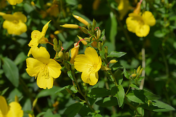 Image showing Common sundrops