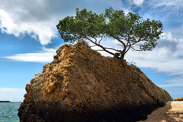 Image showing Rock Tree Scenic.