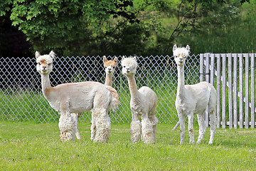 Image showing Herd of Four White Alpacas 