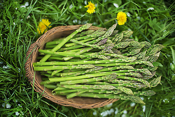 Image showing Asparagus