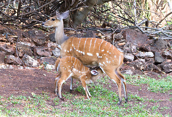 Image showing The imbabala or Cape bushbuck (Tragelaphus sylvaticus)