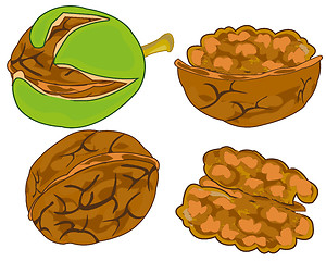 Image showing Fruit walnut on white background is insulated