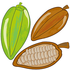 Image showing Vector illustration fruit cacao ripe and green