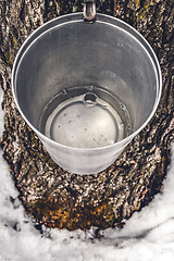 Image showing Metal bucket on a tree filled with maple sap