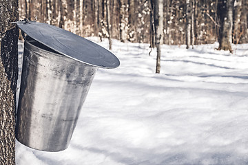 Image showing Collecting sap for traditional maple syrup production