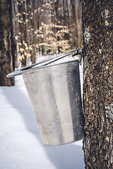 Image showing Droplets of maple sap falling into a metal bucket