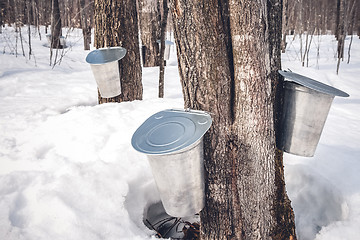 Image showing Maple syrup production season in Quebec