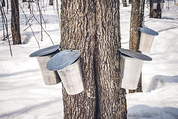 Image showing Maple trees with buckets collecting sap in spring