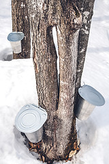 Image showing Producing maple syrup