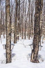 Image showing Maple syrup season in rural Quebec