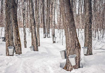 Image showing Maple syrup production in Canada