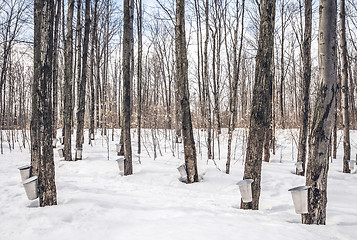 Image showing Maple syrup season in rural Canada