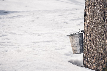 Image showing Collecting sap from a big maple tree