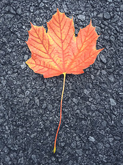 Image showing Colorful maple leaf