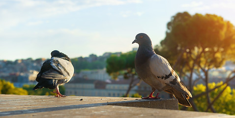 Image showing Doves close up