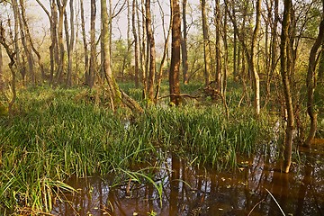 Image showing Swamps with trees