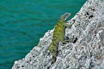 Image showing Green iguana