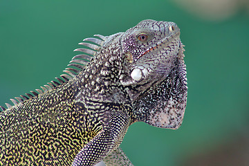 Image showing Green iguana